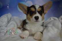 Welsh Corgi Cardigan suczka dziewczynka *SunniPeachy*DO ODBIORU