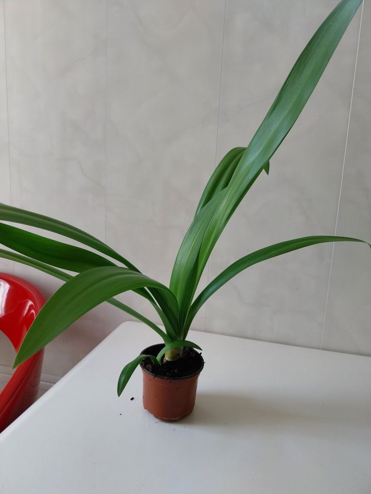 Лилия-паук,гименокаллис комнатное растение растение