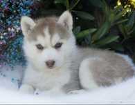 Siberian husky suczka ZKwP