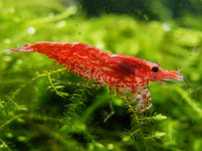 Krewetki cristal red glupiki mieczyki molinezje