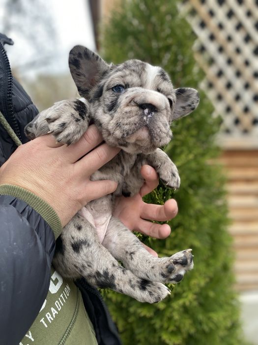 Вʼязка Французький бульдог Біг роб