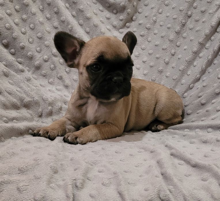 Bulldog francês femea