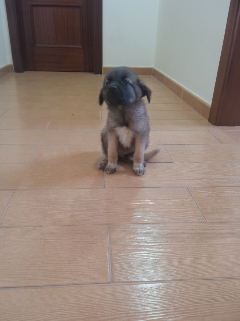 Cachorrinho macho bebê