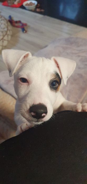 Szczeniaczek Jack Russell Terrier –  piesek Leo    

Suczk