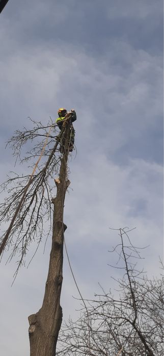 Kompleksowe usługi ogrodnicze koszenie wycinka drzew rębak areacja