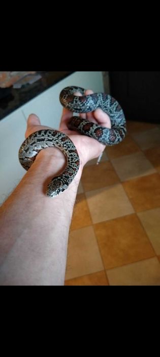 Lampropeltis Mexicana Granite