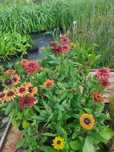 2szt rudbeki Sahara