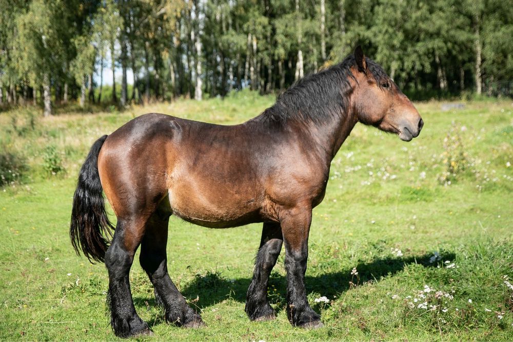 Sprzedam ogiera rasy Arden Polski