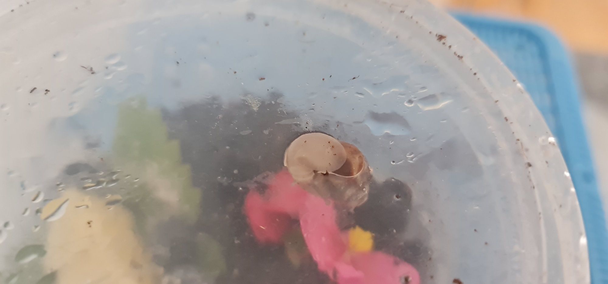 Ślimaki Afrykańskie imaculata imaculata Maluchy Olsztyn