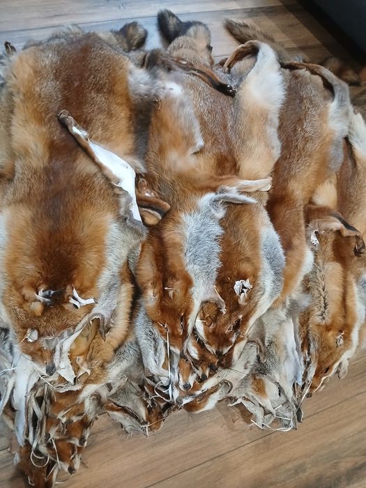 Skóry  z lisa garbowane