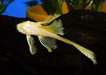 GB Zbrojnik Weloniasty Albinos "Glonojad"