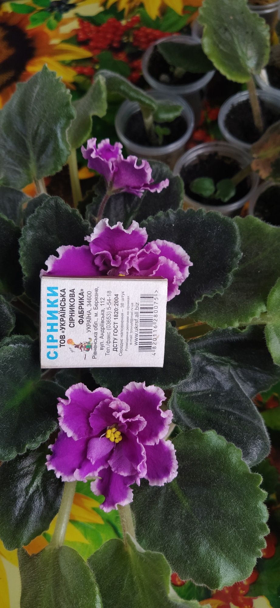 Продам фіалки листочки, щепки, стартери.