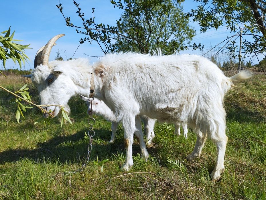 Продається дійна коза