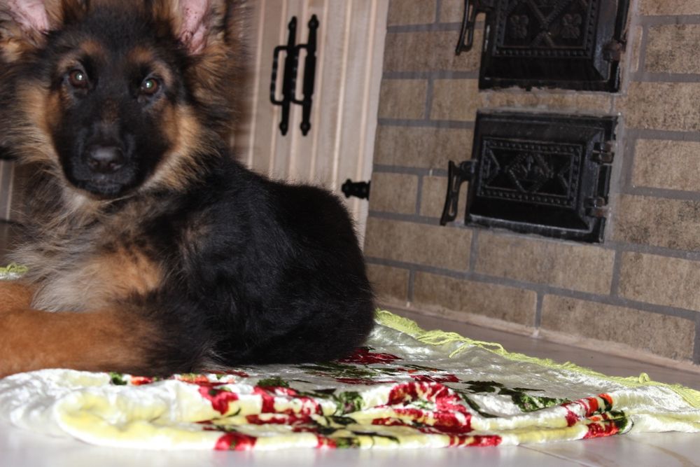 Німецька довгошерста вівчарка КСУ