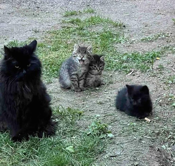 Отдаем котят котята