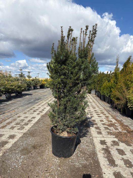 Cis hiksi 110-125m donica. David hilli szmaragd laurowiśnia Bonsai