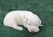 Parson Russell Terrier