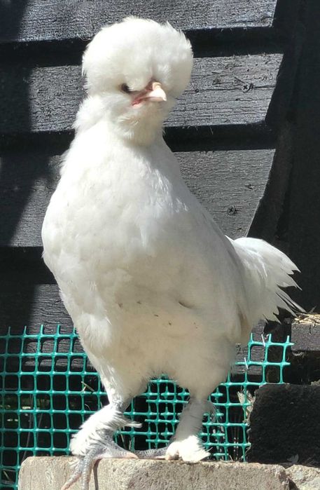 Kurki , kury Sułtan,czubatka,