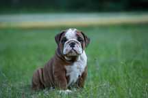 Buldog Angielski Piesek