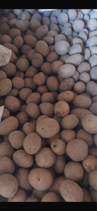 Ziemniaki o wielkości sadzeniaki, rozladunek transport gratis
