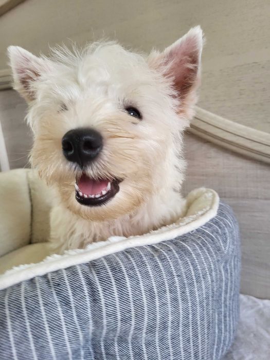 Розплідник Вест Хайленд Уайт Терьєрів