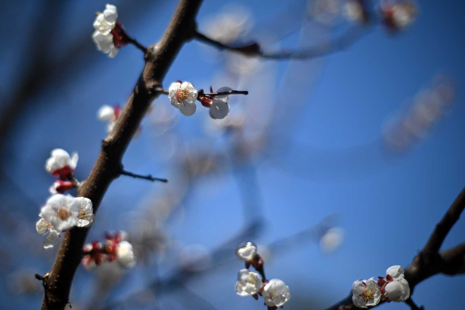 Olympus G.Zuiko Auto-S 50/1,4 (ОМ) різка 50-ка з красивим малюнком