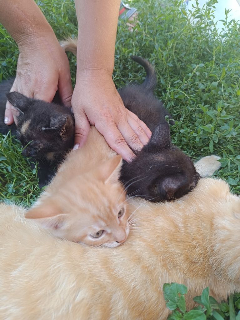 Кошенята для сім'ї