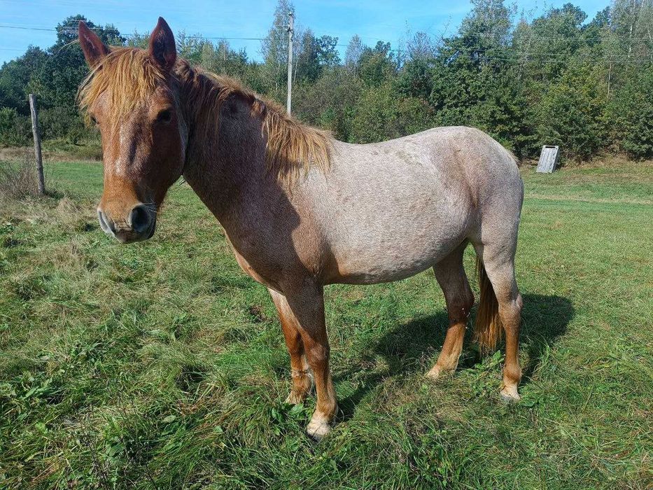 Продам молоду кобилу