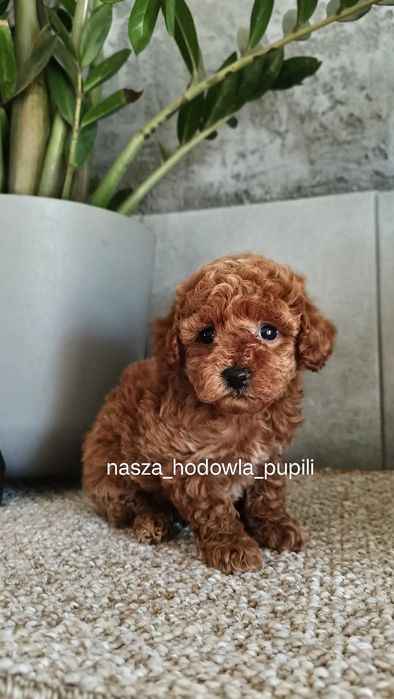 Pudel toy miniaturka Red czerwony płowy ze sprawdzonej hodowli
