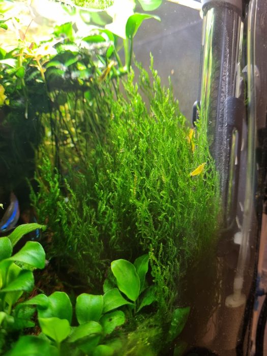 Аквариумный мох,растения для аквариума,разные виды