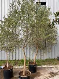 Planta oliveira com vaso