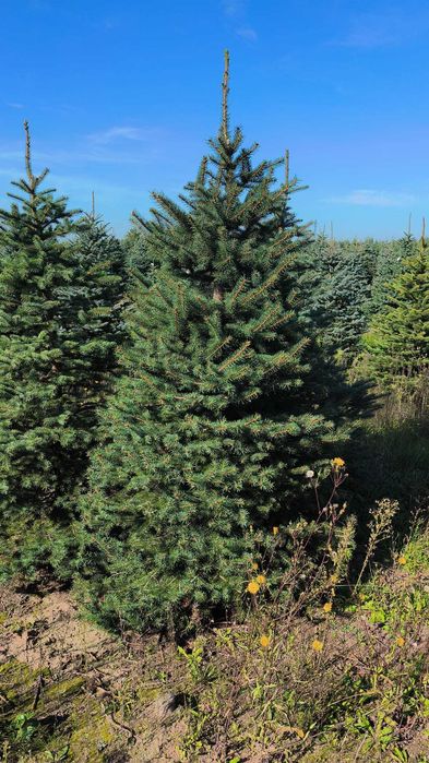 Świerk Kłujący cięty 175 - 250 cm lub w donicy 60-180 cm/ TuChoinki.pl