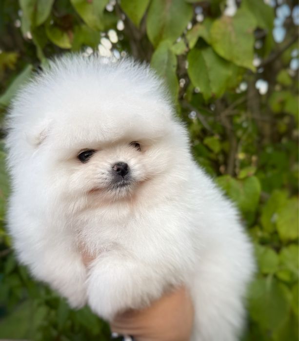 Pomeranian Szpic miniaturowy Samiec Zkwp FCI XXS