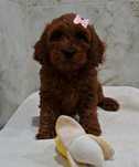 Suczka Red Brown Cockapoo