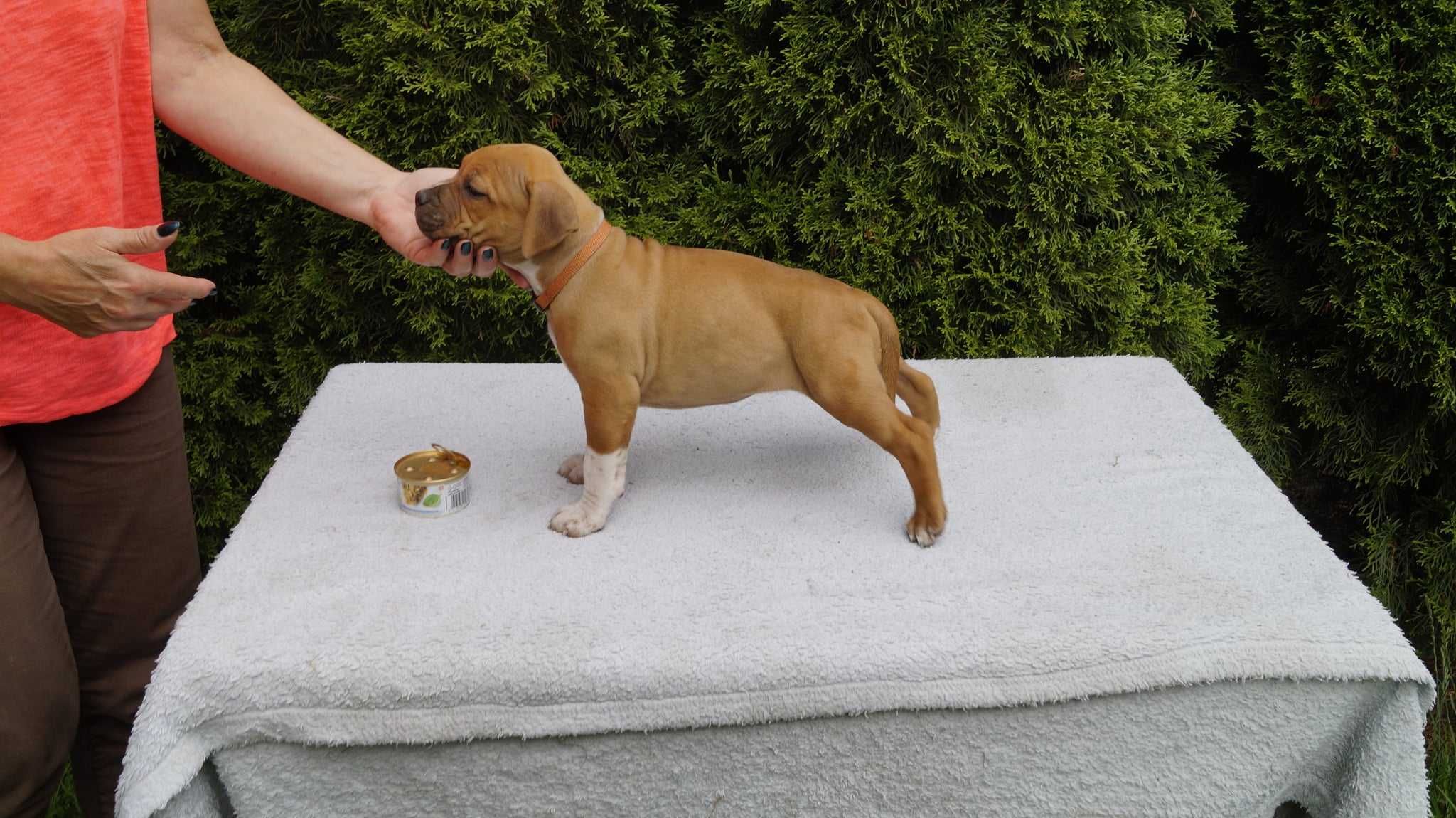 Amstaff szczenięta z rodowodem FCI. SUCZKA ESHA
