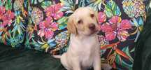 Labrador retriever biszkoptowa suczka rodowód