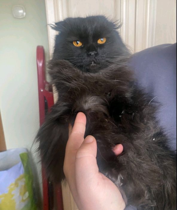 Породисті коти шукають родину