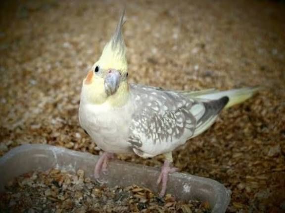 Vendo um casal de canarios com uma caturra