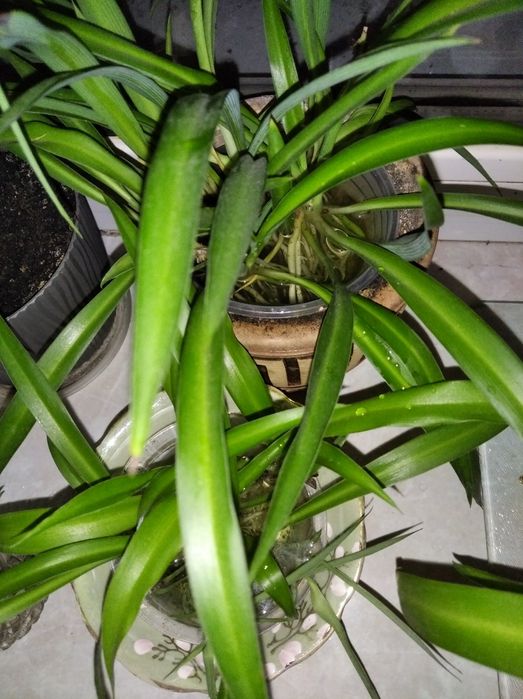 ХЛОРОФИТУМ ростки / детки (поштучно)