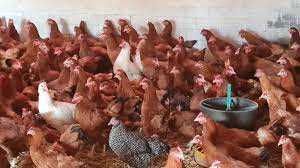 KURY NIOSKI Rossa Tetra Leghorn Sussex i inne z wolnego wybiegu !
