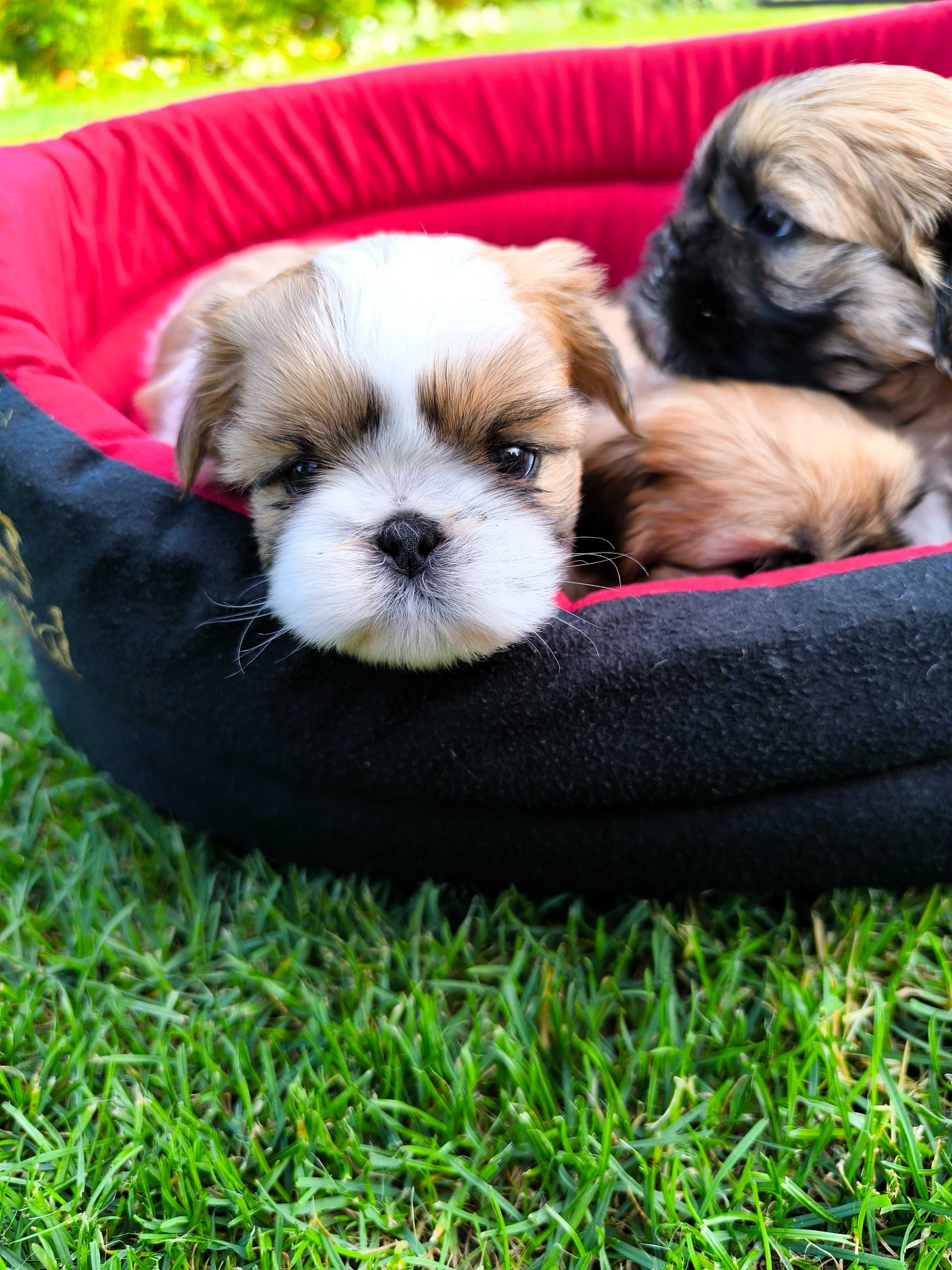 Shih tzu (piesek) gotowy do odbioru