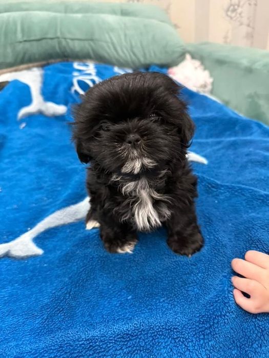 Szczeniak shih tzu