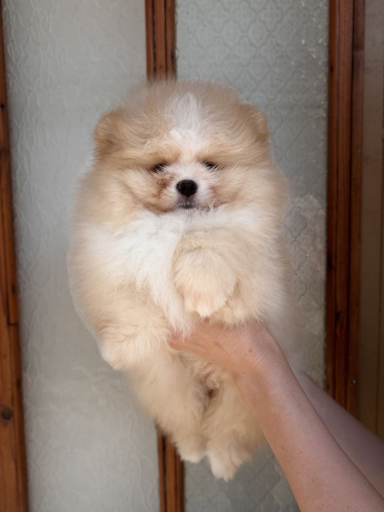 Vip Ведмедик шоу класс