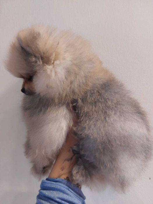 Szpic miniaturowy pomeranian FCI