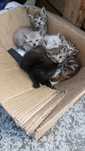 Gatinhos adopção