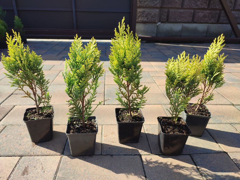 Кипарисовики Алюмі, Колумнаріс, Алюмі голд Рівне