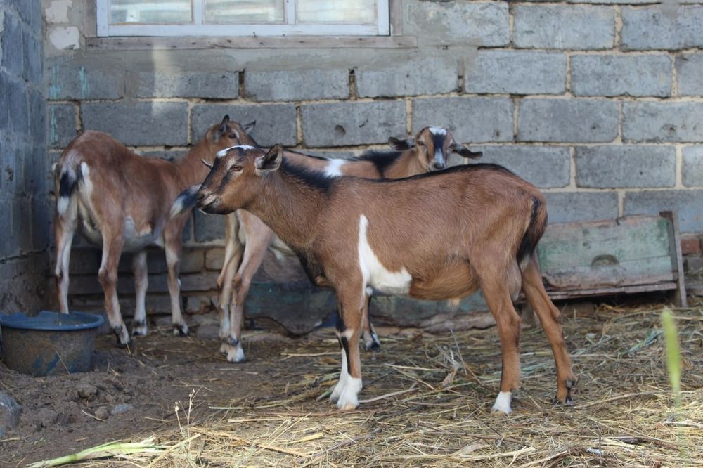 Продам двох цапів, козли