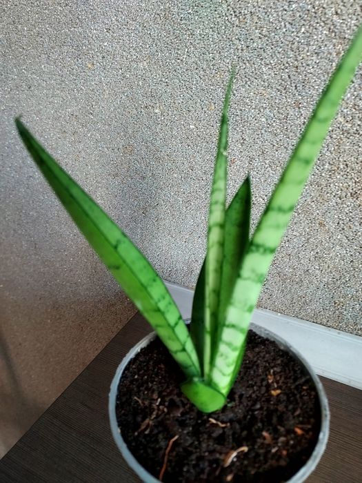Sansevieria Green Parrot
