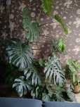 Monstera kwiat sprzedam