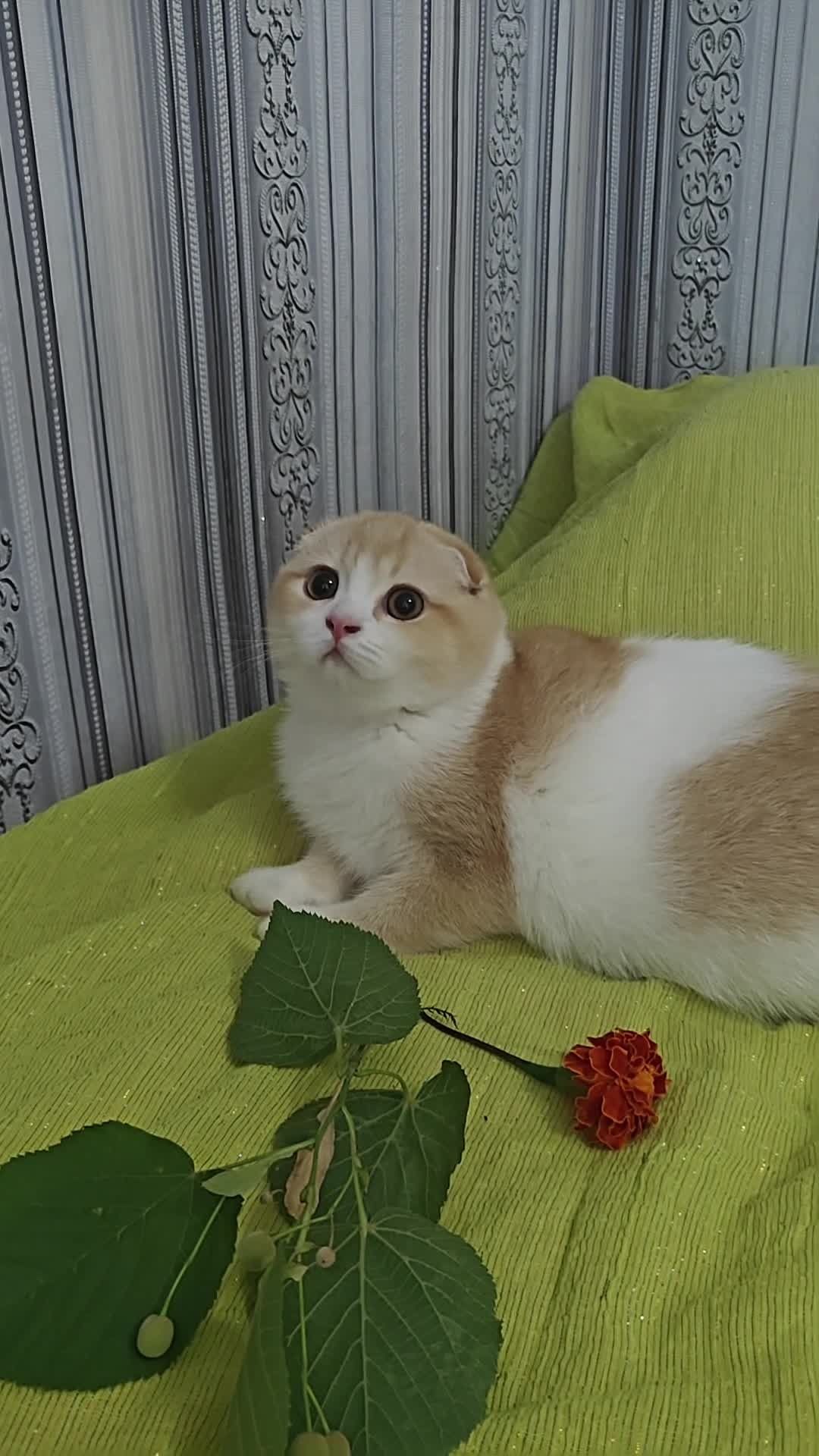 Шотландский вислоухий мальчишка